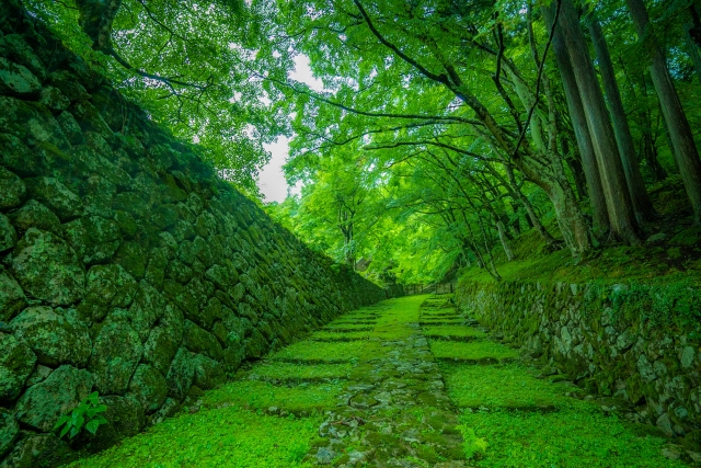 苔 石段 百済寺